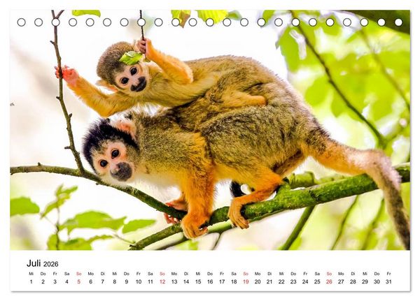 Produktbild: Totenkopfaffen (Tischkalender 2026 DIN A5 quer), CALVENDO Monatskalender