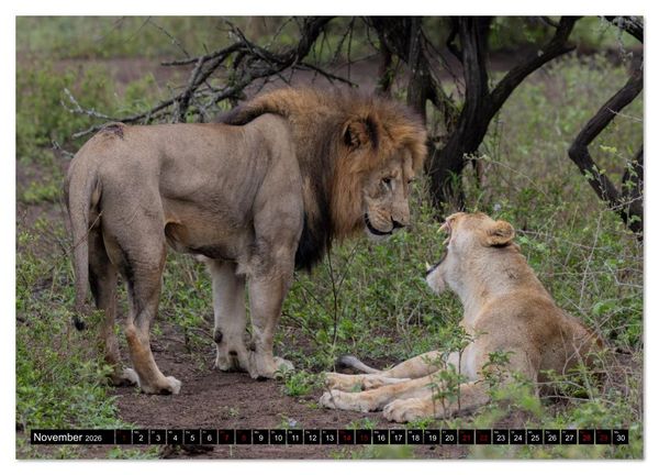 Produktbild: L&ouml;wen in Botswana und S&uuml;dafrika (Wandkalender 2026 DIN A3 quer), CALVENDO Monatskalender