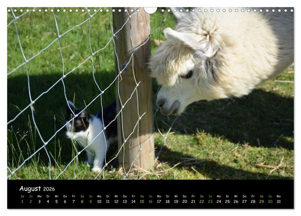 Produktbild: Alpakas zum Verlieben (Wandkalender 2026 DIN A3 quer), CALVENDO Monatskalender