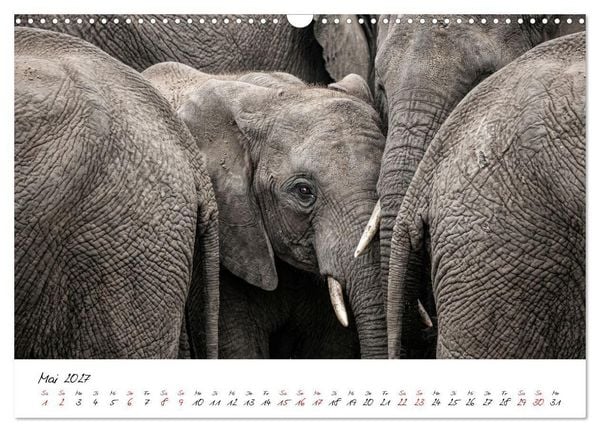 Produktbild: Better Together - Herdenmomente (Wandkalender 2027 DIN A3 quer), CALVENDO Monatskalender