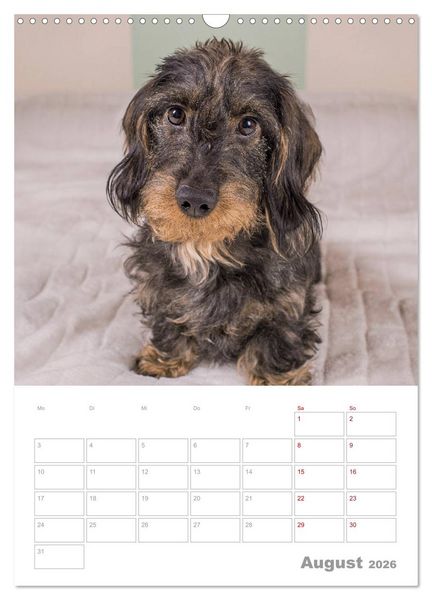 Produktbild: Dackelportraits (Wandkalender 2026 DIN A3 hoch), CALVENDO Monatskalender