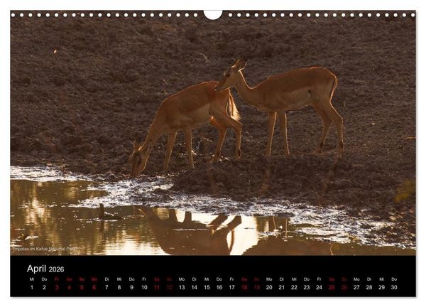 Produktbild: SAMBIA IM HERZEN AFRIKAS (Wandkalender 2026 DIN A3 quer), CALVENDO Monatskalender