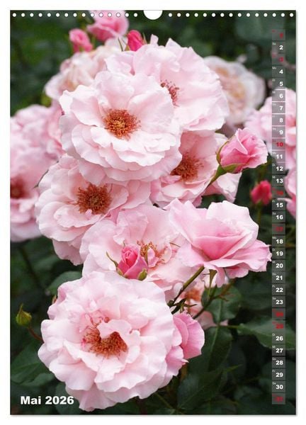 Produktbild: Sch&ouml;nste Rosen (Wandkalender 2026 DIN A3 hoch), CALVENDO Monatskalender