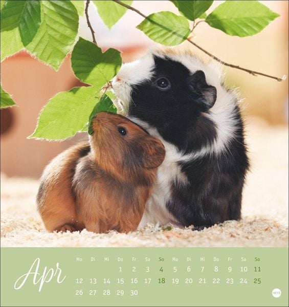 Produktbild: Kuschelige Meerschweinchen Postkartenkalender 2027