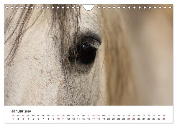 Produktbild: Pferde - im Galopp durch's Jahr 2026 (Wandkalender 2026 DIN A4 quer), CALVENDO Monatskalender