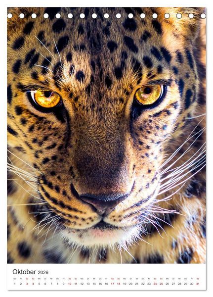 Produktbild: Leoparden - Die Beute im Visier. (Tischkalender 2026 DIN A5 hoch), CALVENDO Monatskalender
