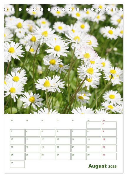 Produktbild: Wei&szlig;e Bl&uuml;ten im Gr&uuml;nen (Tischkalender 2026 DIN A5 hoch), CALVENDO Monatskalender