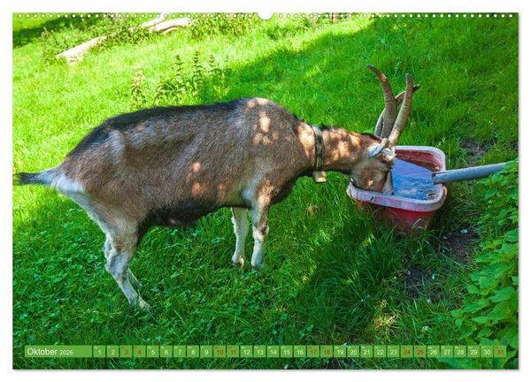 Produktbild: Almen im Westlichen Karwendelgebirge (hochwertiger Premium Wandkalender 2026 DIN A2 quer), Kunstdruck in Hochglanz