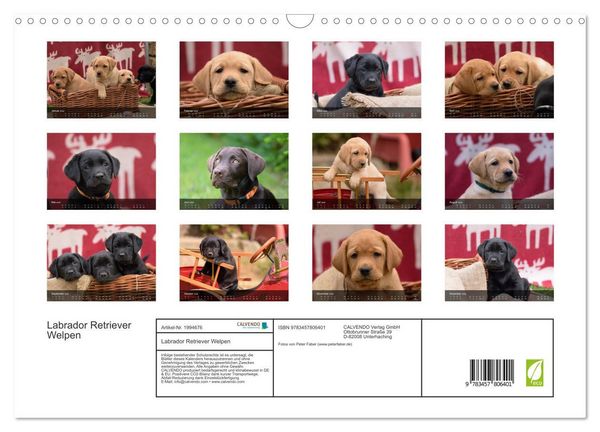 Produktbild: Labrador Retriever Welpen (Wandkalender 2026 DIN A3 quer), CALVENDO Monatskalender