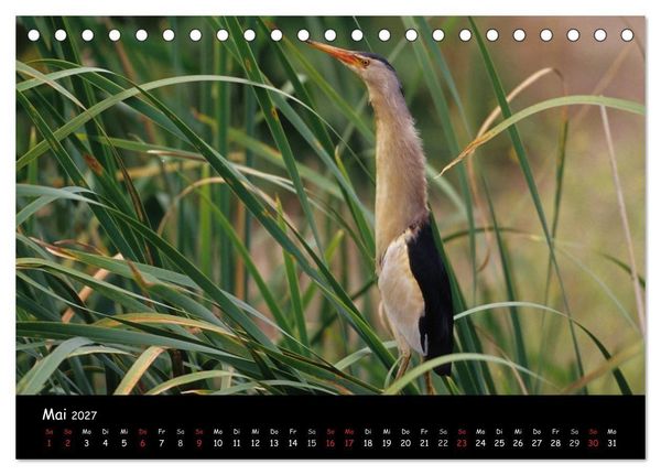 Produktbild: Naturjuwelen - Neusiedler See (Tischkalender 2027 DIN A5 quer), CALVENDO Monatskalender