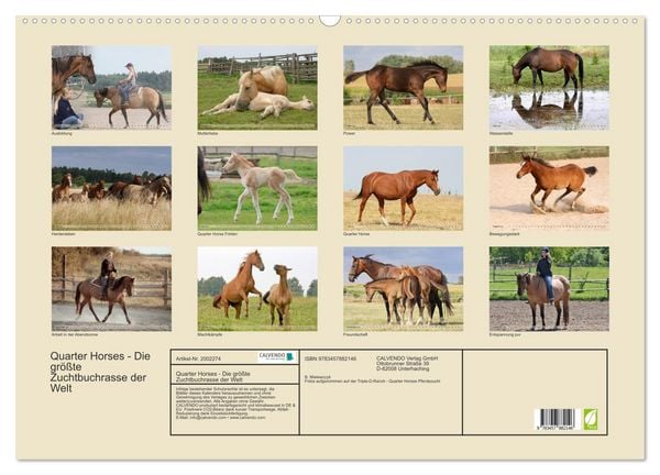 Produktbild: Quarter Horses - Die gr&ouml;&szlig;te Zuchtbuchrasse der Welt (Wandkalender 2026 DIN A2 quer), CALVENDO Monatskalender