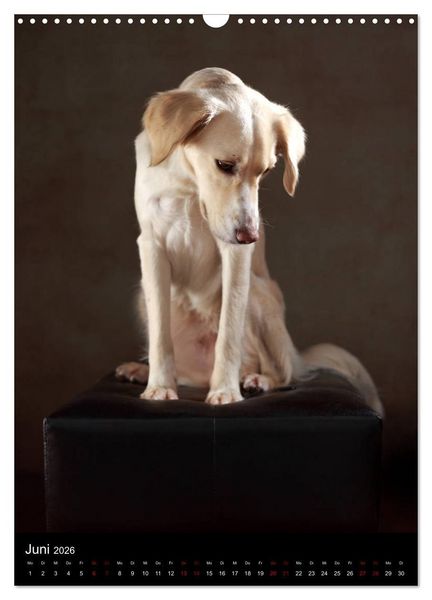 Produktbild: Stille Momente - Die sensible Seite der Hunde (Wandkalender 2026 DIN A3 hoch), CALVENDO Monatskalender
