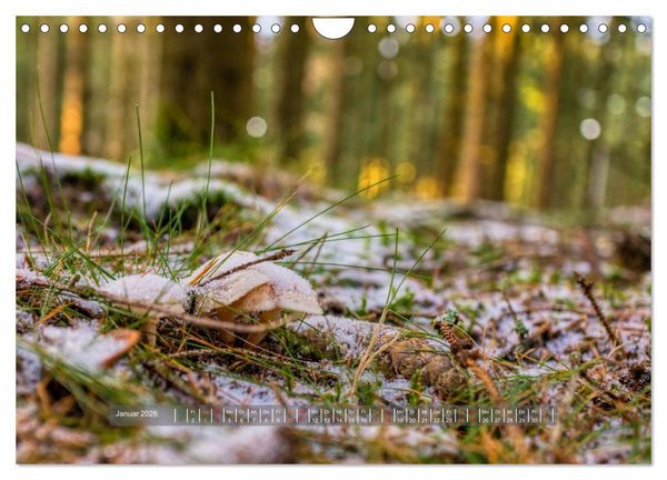 Produktbild: Vielfalt am Waldboden (Wandkalender 2026 DIN A4 quer), CALVENDO Monatskalender