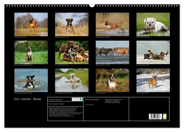 Produktbild: Gut - besser - Boxer (Wandkalender 2026 DIN A2 quer), CALVENDO Monatskalender