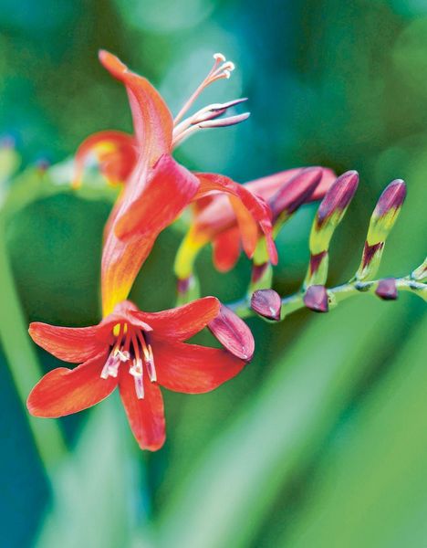 Produktbild: Das gro&szlig;e Buch der Stauden und Sommerblumen