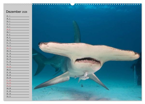 Produktbild: Haie (hochwertiger Premium Wandkalender 2026 DIN A2 quer), Kunstdruck in Hochglanz