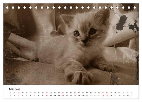 Produktbild: Oma's Katzenkalender 2026 (Tischkalender 2026 DIN A5 quer), CALVENDO Monatskalender