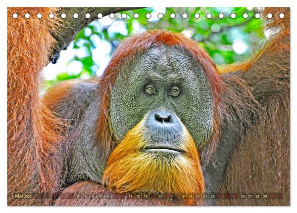 Produktbild: Orang Utans Sumatras Waldmenschen (Tischkalender 2026 DIN A5 quer), CALVENDO Monatskalender