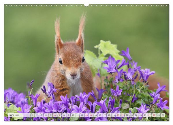 Produktbild: Besondere Augenblicke mit Eichh&ouml;rnchen (hochwertiger Premium Wandkalender 2026 DIN A2 quer), Kunstdruck in Hochglanz