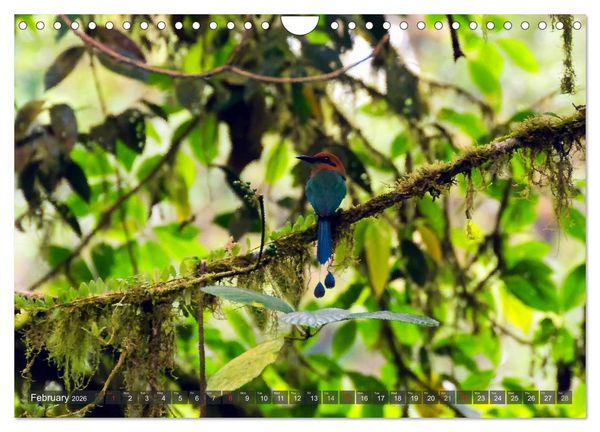 Produktbild: Amazing Costa Rica (Wall Calendar 2026 DIN A4 landscape), CALVENDO 12 Month Wall Calendar