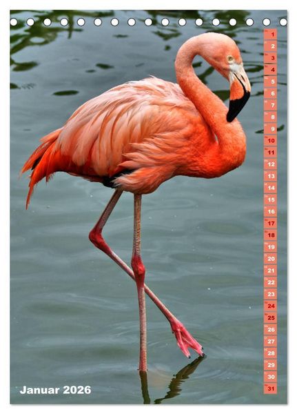 Produktbild: Rosarote Flamingo (Tischkalender 2026 DIN A5 hoch), CALVENDO Monatskalender