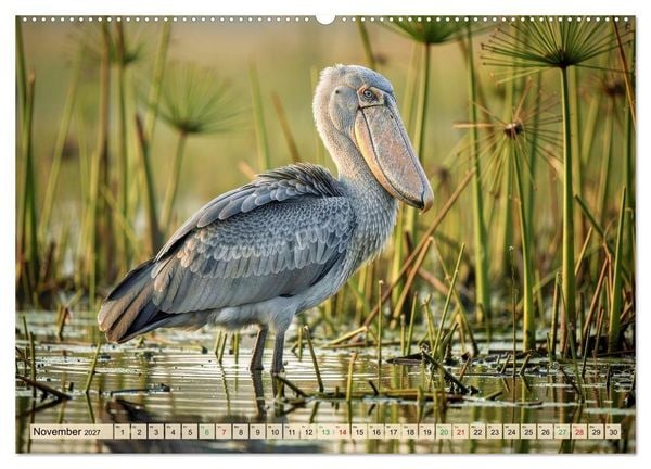 Produktbild: Schuhschnabel Vogel (hochwertiger Premium Wandkalender 2027 DIN A2 quer), Kunstdruck in Hochglanz