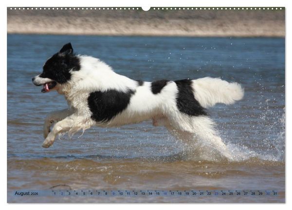 Produktbild: Landseer - Das Wasser ist ihr Element (Wandkalender 2026 DIN A2 quer), CALVENDO Monatskalender