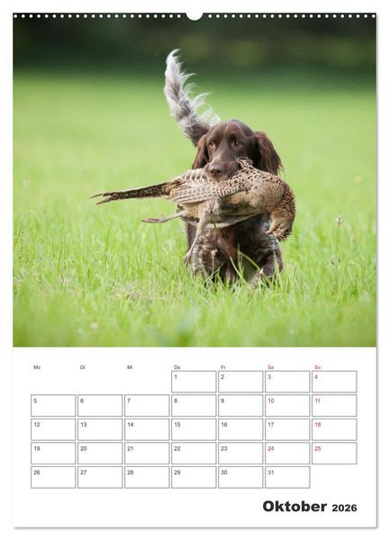 Produktbild: Geboren um zu Jagen. Der kleine M&uuml;nsterl&auml;nder (hochwertiger Premium Wandkalender 2026 DIN A2 hoch), Kunstdruck in Hochglanz