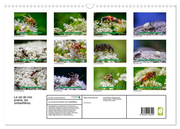 Produktbild: La vie de nos prairie, les ombellif&egrave;res (Calendrier mural 2026 DIN A3 vertical), CALVENDO calendrier mensuel
