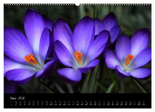 Produktbild: Soul-Jazz - Visuelle Musik der Blumen (Wandkalender 2026 DIN A2 quer), CALVENDO Monatskalender