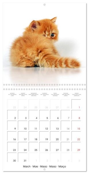 Produktbild: Persian Kittens (Wall Calendar 2026 12 &times; 12 Inch) CALVENDO 12 Month Wall Calendar