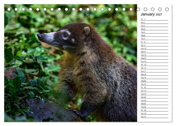 Produktbild: Feel the Wild &ndash; Costa Rica (Desk Calendar 2027 DIN A5 landscape), CALVENDO 12 Month DeskCalendar