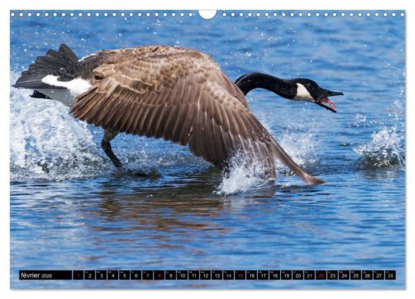 Produktbild: BERNACHES (Calendrier mural 2026 DIN A3 vertical), CALVENDO calendrier mensuel