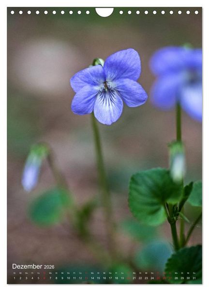 Produktbild: NATUR PUR Kleine Blumen am Wegesrand (Wandkalender 2026 DIN A4 hoch), CALVENDO Monatskalender