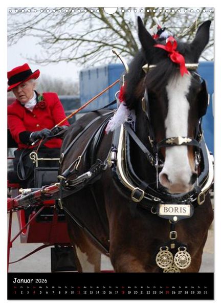 Produktbild: Shire Horse - Geschm&uuml;ckte Riesen (Wandkalender 2026 DIN A3 hoch), CALVENDO Monatskalender