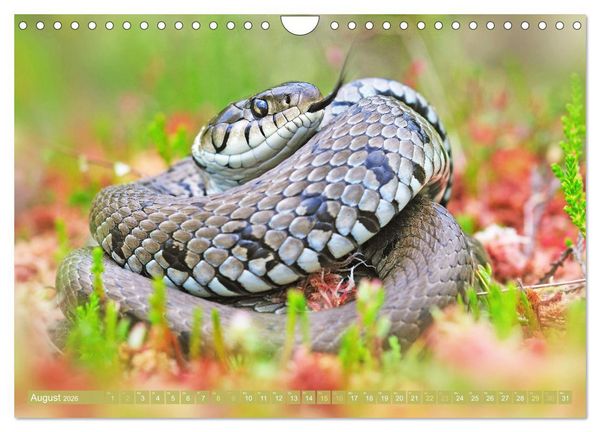 Produktbild: Wildtiere des Waldes: Hier wird der Mythos Wald lebendig (Wandkalender 2026 DIN A4 quer), CALVENDO Monatskalender