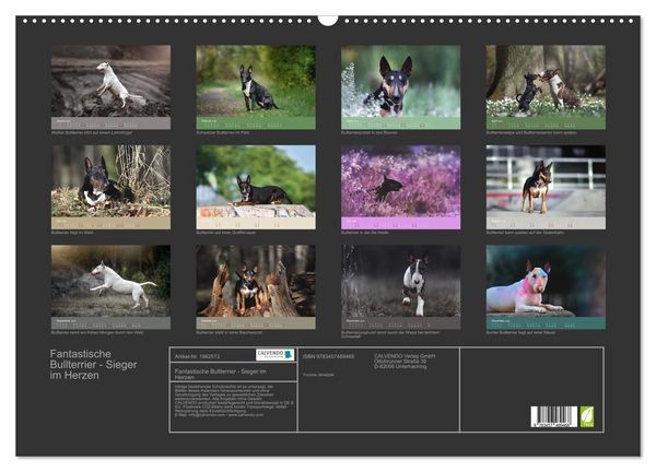 Produktbild: Fantastische Bullterrier - Sieger im Herzen (Wandkalender 2026 DIN A2 quer), CALVENDO Monatskalender