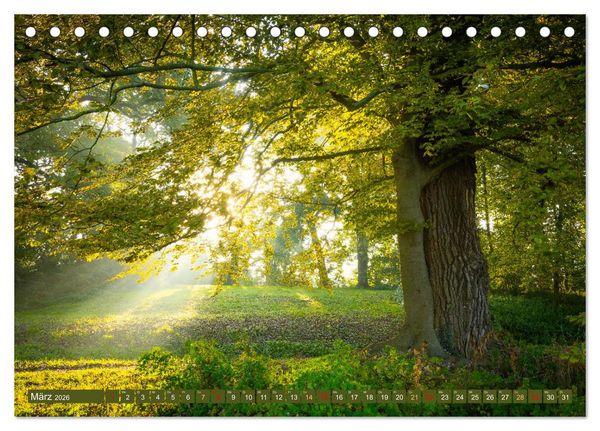 Produktbild: Herbst im Dieskauer Park (Tischkalender 2026 DIN A5 quer), CALVENDO Monatskalender