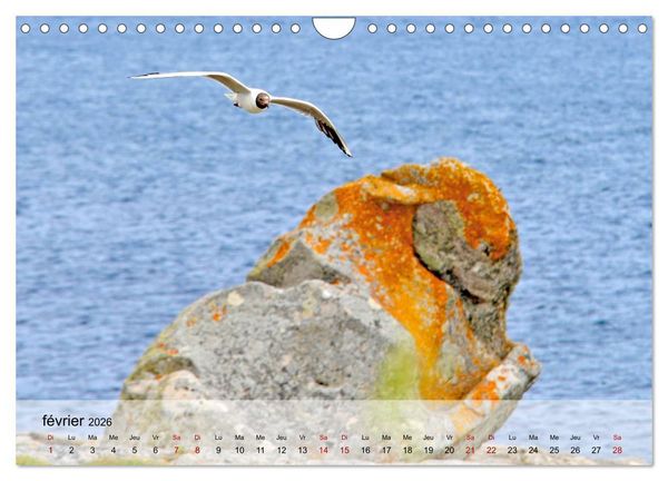 Produktbild: Collection Terre BRETAGNE (Calendrier mural 2026 DIN A4 vertical), CALVENDO calendrier mensuel