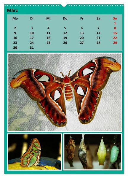 Produktbild: Karibik - Eindr&uuml;cke einer Kreuzfahrt (hochwertiger Premium Wandkalender 2026 DIN A2 hoch), Kunstdruck in Hochglanz