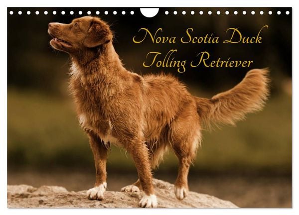 Produktbild: Nova Scotia Duck Tolling Retriever (Wandkalender 2026 DIN A4 quer), CALVENDO Monatskalender