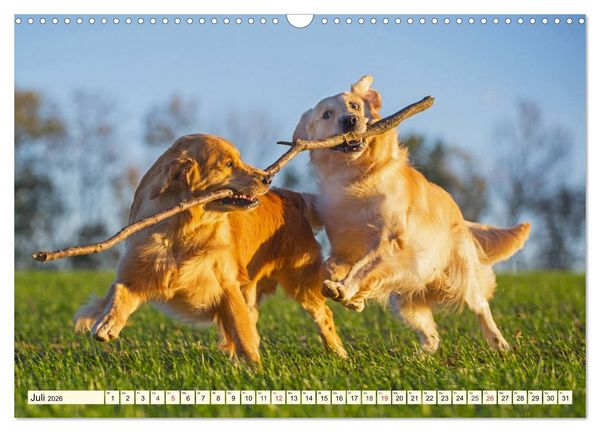 Produktbild: Golden Retriever - Freunde auf 4 Pfoten (Wandkalender 2026 DIN A3 quer), CALVENDO Monatskalender