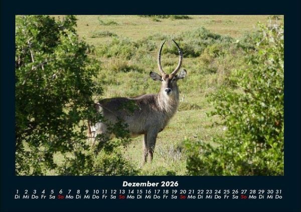 Produktbild: Welt der Tiere 2026 Fotokalender DIN A4