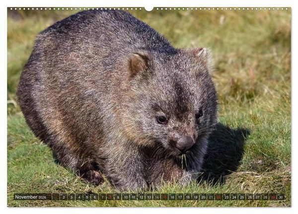 Produktbild: Australien tierisch gut 2026 (hochwertiger Premium Wandkalender 2026 DIN A2 quer), Kunstdruck in Hochglanz