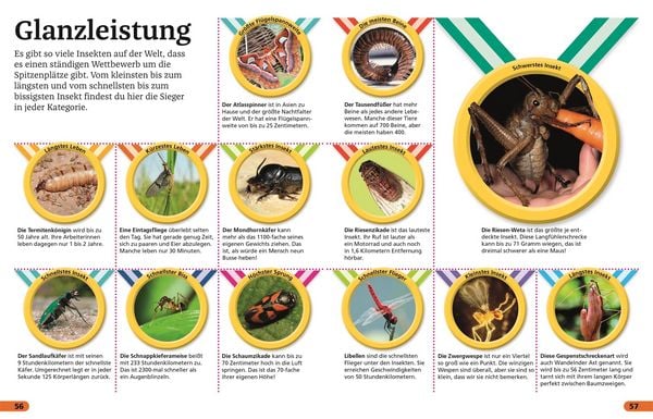 Produktbild: Superchecker! Insekten