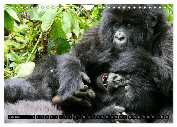 Produktbild: Berggorillas - die sanften Riesen (Wandkalender 2026 DIN A4 quer), CALVENDO Monatskalender