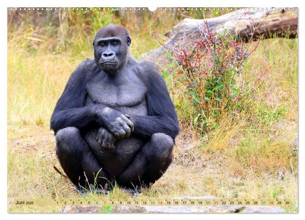 Produktbild: Flachlandgorillas in Apenheul (Wandkalender 2026 DIN A2 quer), CALVENDO Monatskalender