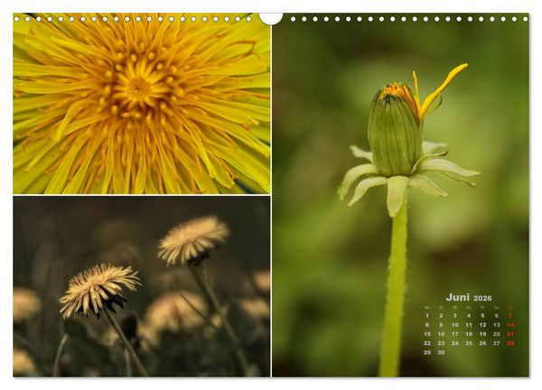 Produktbild: Blumenreise 2026 (Wandkalender 2026 DIN A3 quer), CALVENDO Monatskalender