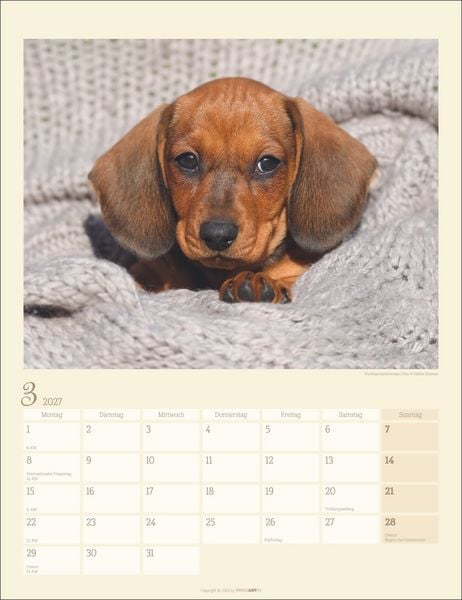Produktbild: Dackel Kalender 2027