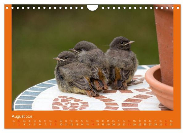 Produktbild: Tierkinder (Wandkalender 2026 DIN A4 quer), CALVENDO Monatskalender